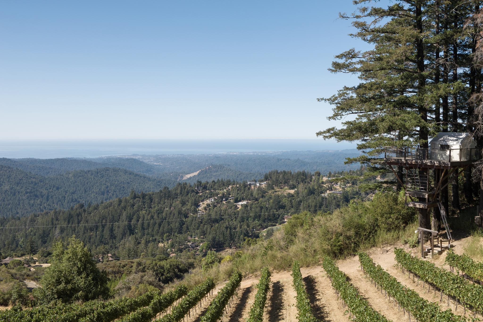 Vineyard & Pacific View