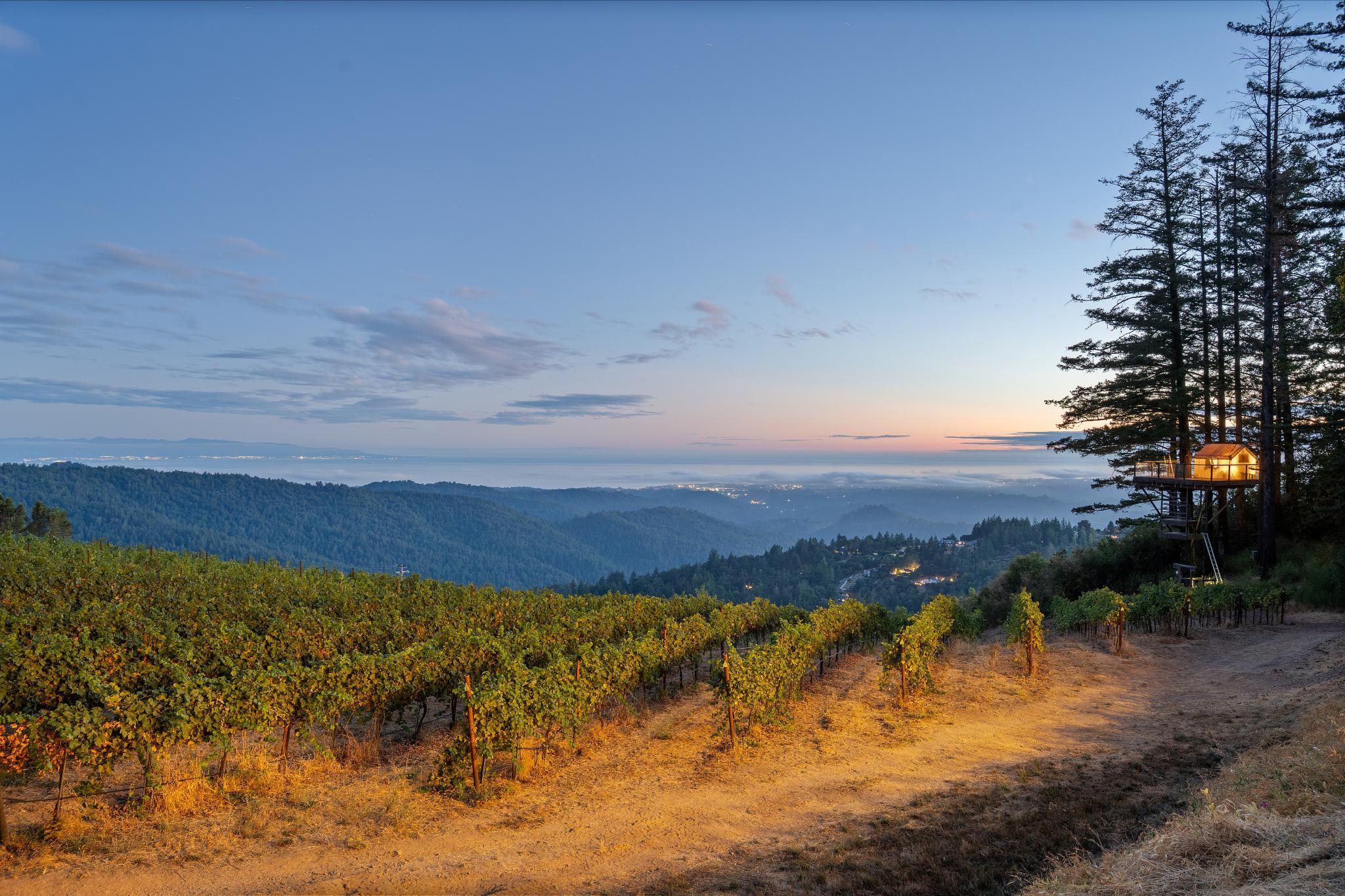 Producing Vineyard